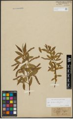 Foto von Salix alba L. x Salix fragilis L.
